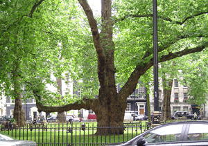 Berkeley Square's oldest inhabitant. Click center of image for details.